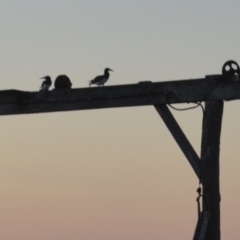 Sula leucogaster (Brown Booby) at Coral Sea, QLD - 27 Mar 2021 by natureguy