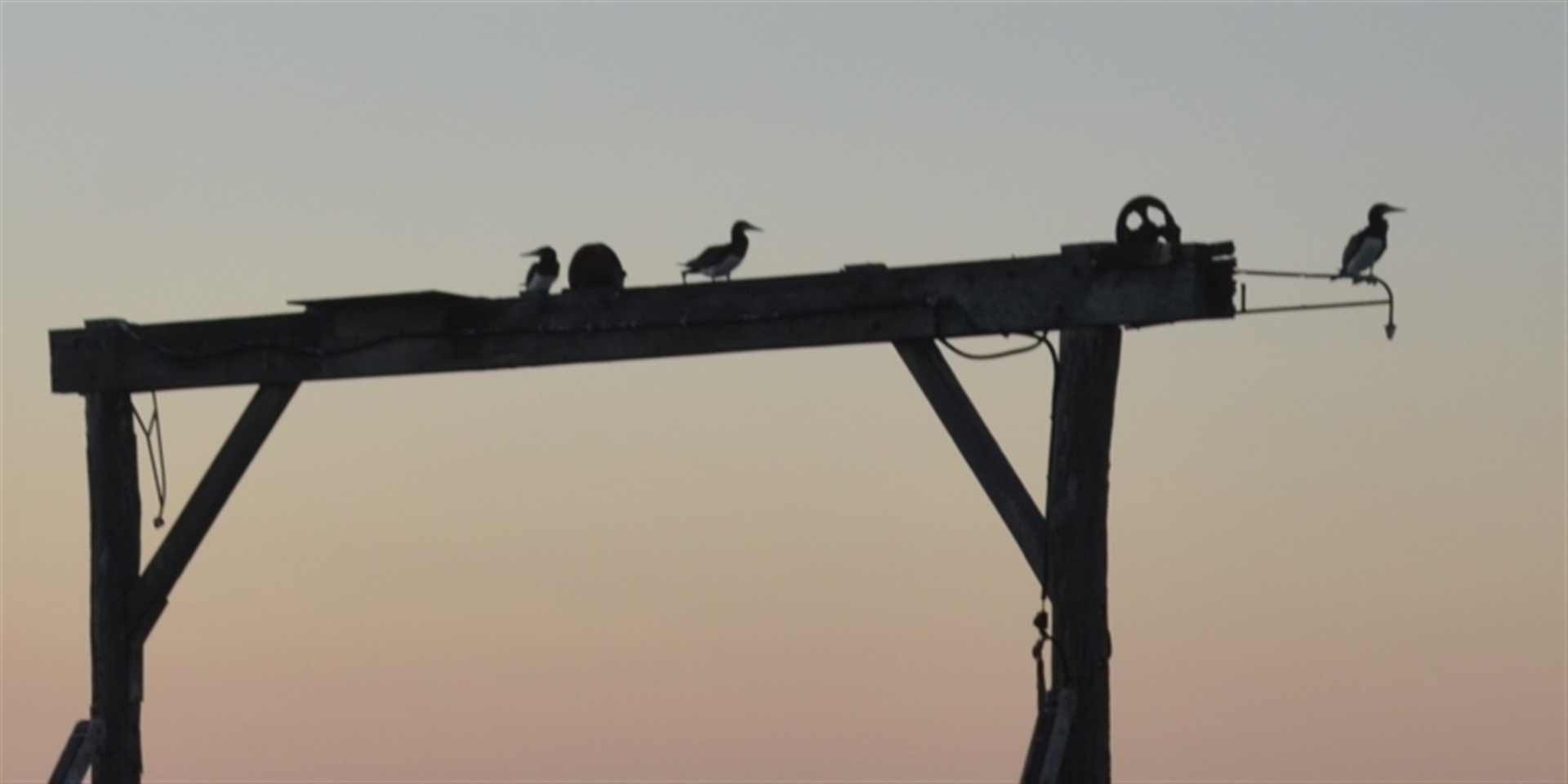 Sula leucogaster at Coral Sea, QLD - 27 Mar 2021 09:53 PM