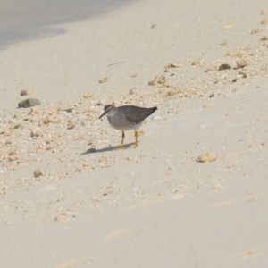 Tringa incana at Coral Sea, QLD - 31 Mar 2021