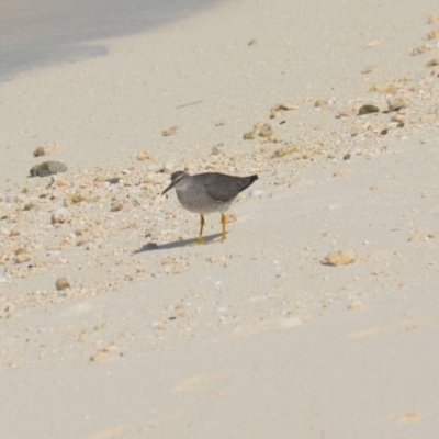 Tringa incana (Wandering Tattler) at Coral Sea, QLD - 31 Mar 2021 by natureguy