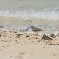 Tringa incana at Coral Sea, QLD - 31 Mar 2021 01:06 PM