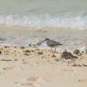 Tringa incana at Coral Sea, QLD - 31 Mar 2021 01:06 PM