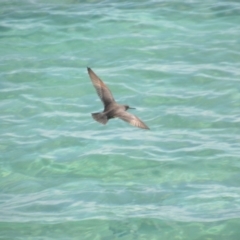 Tringa incana at Coral Sea, QLD - 31 Mar 2021 01:06 PM