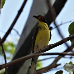 Sphecotheres vieilloti at Rollingstone, QLD - 12 Jan 2020