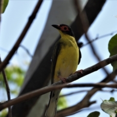 Sphecotheres vieilloti (Australasian Figbird) at Rollingstone, QLD - 11 Jan 2020 by TerryS