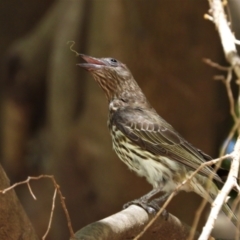 Sphecotheres vieilloti (Australasian Figbird) at Rollingstone, QLD - 28 Nov 2019 by TerryS