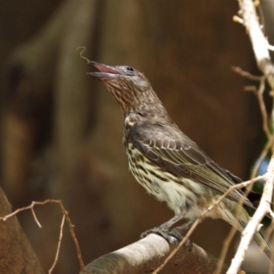 Sphecotheres vieilloti (Australasian Figbird) at Rollingstone, QLD - 28 Nov 2019 by TerryS