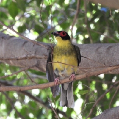Sphecotheres vieilloti (Australasian Figbird) at Rollingstone, QLD - 28 Nov 2019 by TerryS