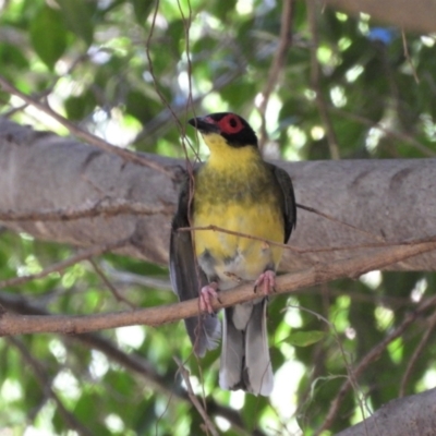 Sphecotheres vieilloti (Australasian Figbird) at Rollingstone, QLD - 27 Nov 2019 by TerryS