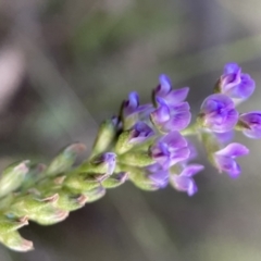 Cullen tenax (Tough Scurf-Pea) at Watson, ACT - 14 Jan 2022 by waltraud