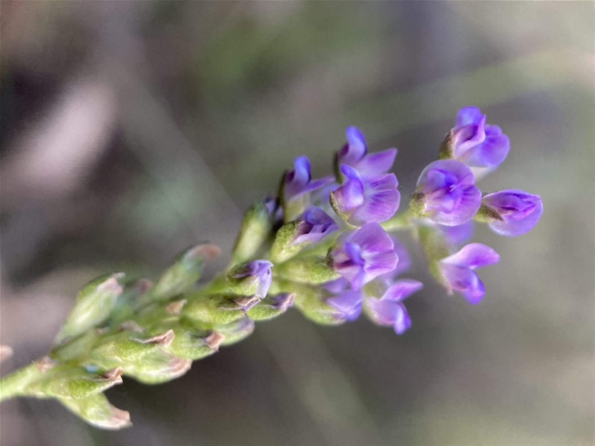 Cullen tenax at Watson, ACT - 14 Jan 2022 07:41 PM