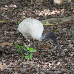 Threskiornis molucca (Australian White Ibis) at Rollingstone, QLD - 10 Jan 2020 by TerryS