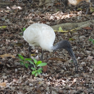 Threskiornis molucca (Australian White Ibis) at Rollingstone, QLD - 11 Jan 2020 by TerryS