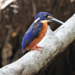 Ceyx azureus (Azure Kingfisher) at Rollingstone, QLD - 11 Jan 2020 by TerryS