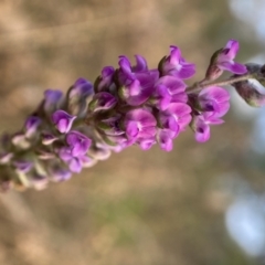 Cullen tenax (Tough Scurf-Pea) at Watson, ACT - 14 Jan 2022 by waltraud