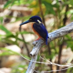 Ceyx azureus (Azure Kingfisher) at Balgal Beach, QLD - 29 Nov 2019 by TerryS