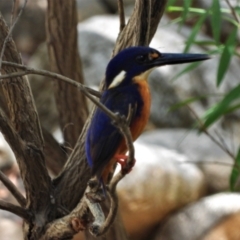 Ceyx azureus (Azure Kingfisher) at Rollingstone, QLD - 29 Nov 2019 by TerryS