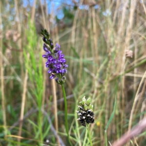 Cullen tenax at Watson, ACT - 14 Jan 2022 08:05 PM
