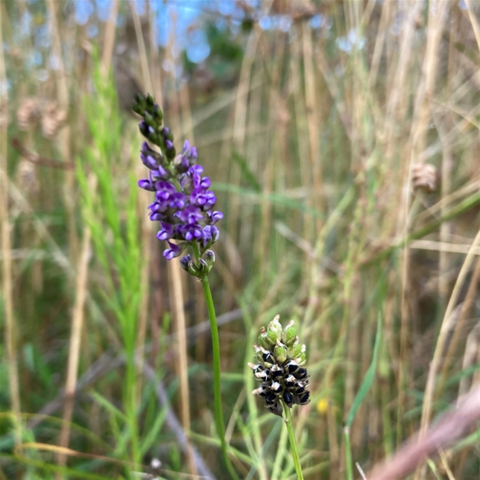 Cullen tenax at Watson, ACT - 14 Jan 2022 08:05 PM