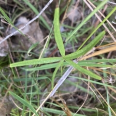 Cullen tenax at Watson, ACT - 14 Jan 2022 08:05 PM