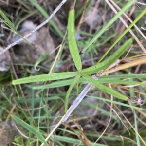 Cullen tenax at Watson, ACT - 14 Jan 2022 08:05 PM