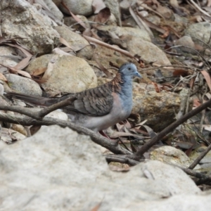 Geopelia humeralis at Rollingstone, QLD - 29 Nov 2019 06:54 AM