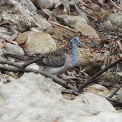 Geopelia humeralis (Bar-shouldered Dove) at Rollingstone, QLD - 28 Nov 2019 by TerryS