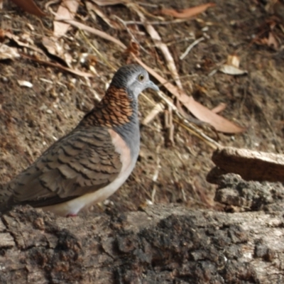 Geopelia humeralis (Bar-shouldered Dove) at Rollingstone, QLD - 29 Nov 2019 by TerryS