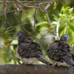 Geopelia humeralis (Bar-shouldered Dove) at Rollingstone, QLD - 28 Nov 2019 by TerryS