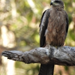 Milvus migrans (Black Kite) at Rollingstone, QLD - 28 Nov 2019 by TerryS