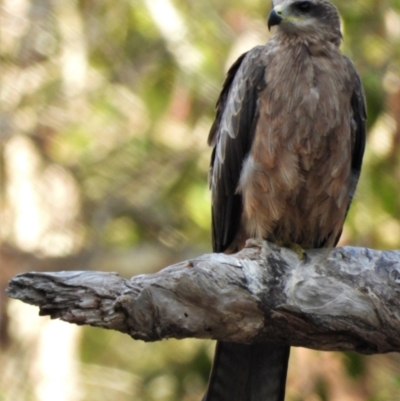 Milvus migrans (Black Kite) at Rollingstone, QLD - 29 Nov 2019 by TerryS
