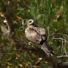 Milvus migrans (Black Kite) at Rollingstone, QLD - 28 Nov 2019 by TerryS