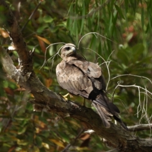 Milvus migrans at Rollingstone, QLD - 28 Nov 2019 03:12 PM