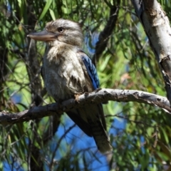 Dacelo leachii (Blue-winged Kookaburra) at Rollingstone, QLD - 29 Nov 2019 by TerryS