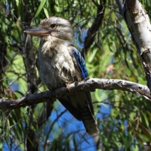 Dacelo leachii at Rollingstone, QLD - 29 Nov 2019