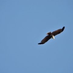 Haliastur indus (Brahminy Kite) at Rollingstone, QLD - 12 Jan 2020 by TerryS