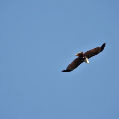Haliastur indus (Brahminy Kite) at Rollingstone, QLD - 12 Jan 2020 by TerryS