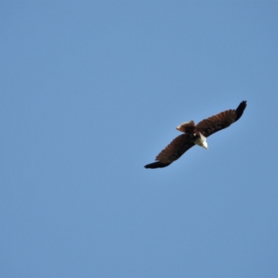 Haliastur indus (Brahminy Kite) at Rollingstone, QLD - 11 Jan 2020 by TerryS