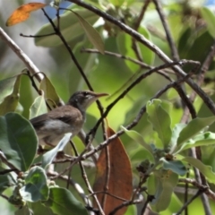 Ramsayornis modestus (Brown-backed Honeyeater) at Balgal Beach, QLD - 27 Nov 2019 by TerryS