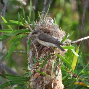 Ramsayornis modestus at Balgal Beach, QLD - 28 Nov 2019 08:46 AM