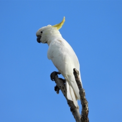 Cacatua galerita (Sulphur-crested Cockatoo) at Rollingstone, QLD - 27 Nov 2019 by TerryS