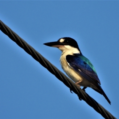 Todiramphus macleayii (Forest Kingfisher) at Rollingstone, QLD - 11 Jan 2020 by TerryS