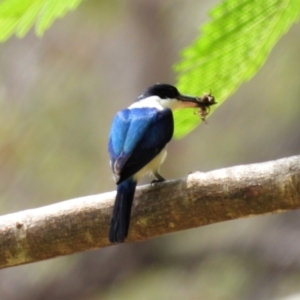 Todiramphus macleayii at Rollingstone, QLD - 28 Nov 2019