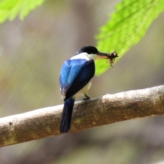 Todiramphus macleayii (Forest Kingfisher) at Rollingstone, QLD - 28 Nov 2019 by TerryS