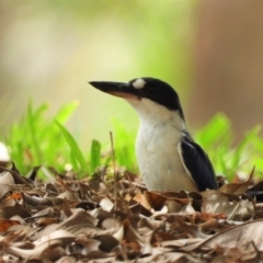 Todiramphus macleayii (Forest Kingfisher) at Rollingstone, QLD - 28 Nov 2019 by TerryS