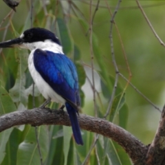 Todiramphus macleayii (Forest Kingfisher) at Rollingstone, QLD - 8 Jan 2017 by TerryS