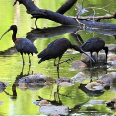 Plegadis falcinellus (Glossy Ibis) at Rollingstone, QLD - 10 Jan 2020 by TerryS