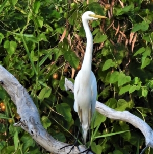 Ardea plumifera at Balgal Beach, QLD - 27 Nov 2019