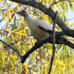 Ducula spilorrhoa (Torresian Imperial-Pigeon) at Rollingstone, QLD - 12 Jan 2020 by TerryS