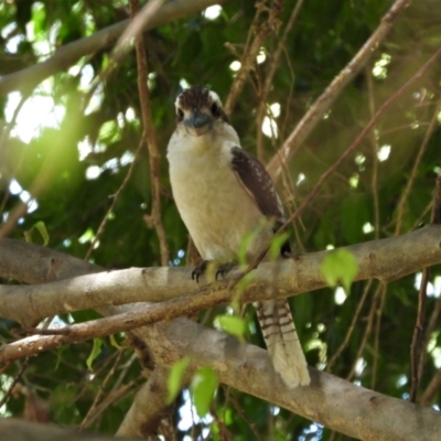 Dacelo novaeguineae (Laughing Kookaburra) at Rollingstone, QLD - 28 Nov 2019 by TerryS